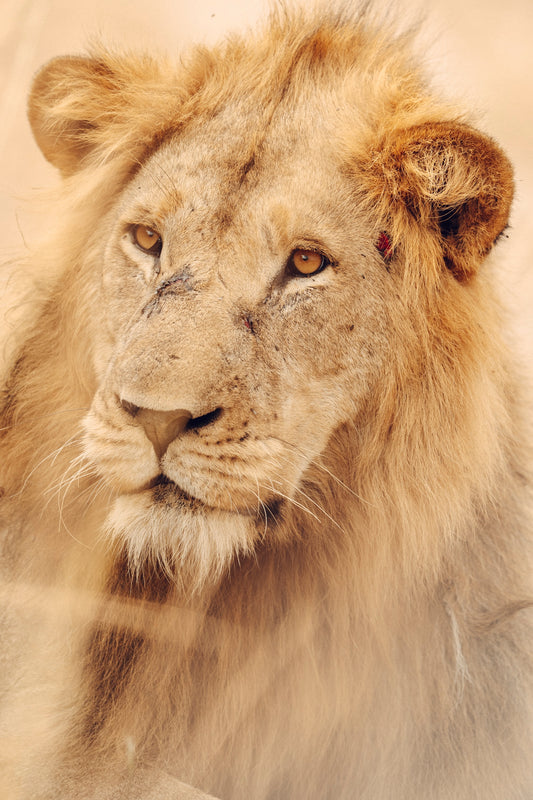 Regal
