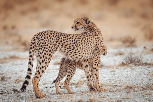 Motherhood | color