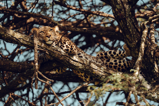 The Art of Doing Nothing